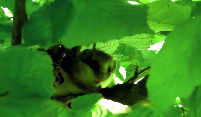 Fauna-land.mp4_000040120