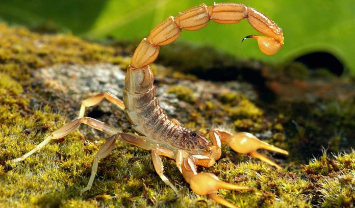 scorpion-main